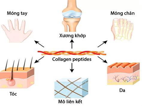 Collagen peptides là gì Có phải là loại tốt nhất hiện nay