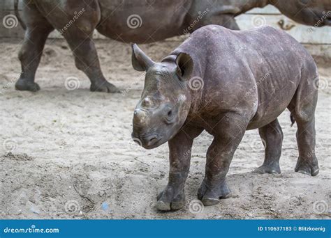 Indian Baby Rhino in a Zoo, Berlin Stock Image - Image of beautiful, heavy: 110637183