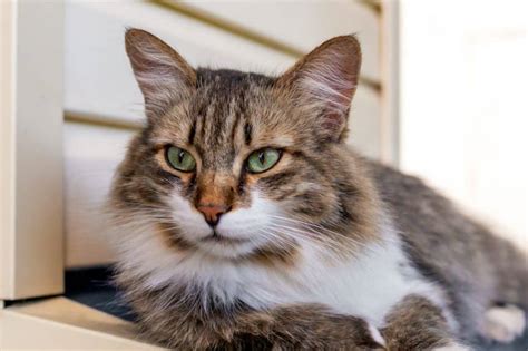 Kattenhuis Kies Voor Binnen Of Buiten De 21 Beste Kattenhuizen Van 2024