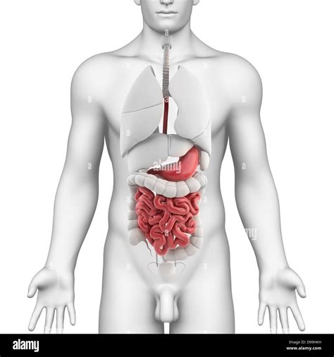 Anatomia Dello Stomaco Immagini E Fotografie Stock Ad Alta Risoluzione