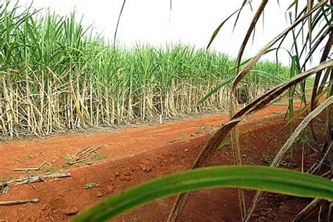 Projeto Que Libera Cultivo De Cana De Açúcar Na Amazônia Política