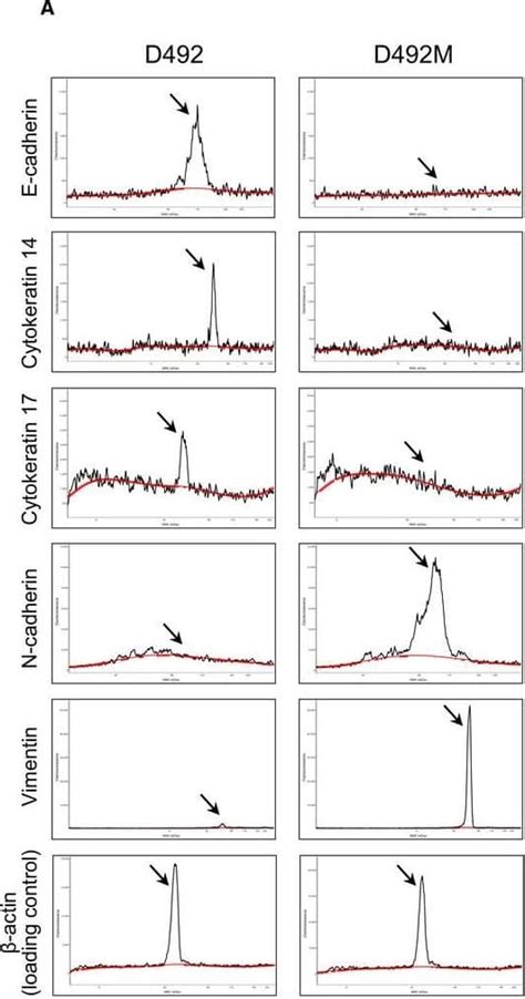 E Cadherin Antibody Unconjugated Mab Novus Biologicals