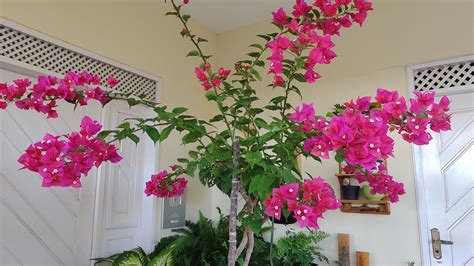 Primavera Bougainvillea Como Fazer Mudas E Dicas De Como Cuidar