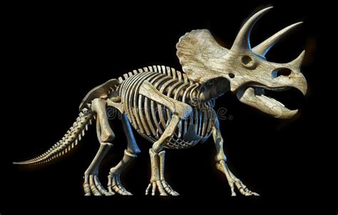 Jurrasic Park Triceratops Skull