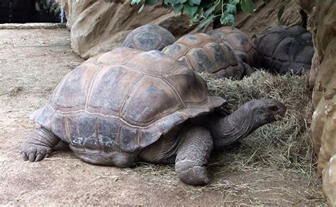 aldabra Giant tortoise Pictures on Animal Picture Society