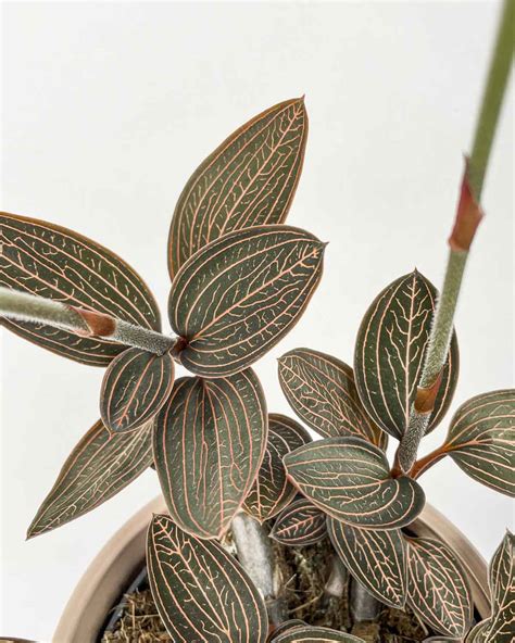 Jewel Orchid Ludisia Discolor M D Ungla Plants