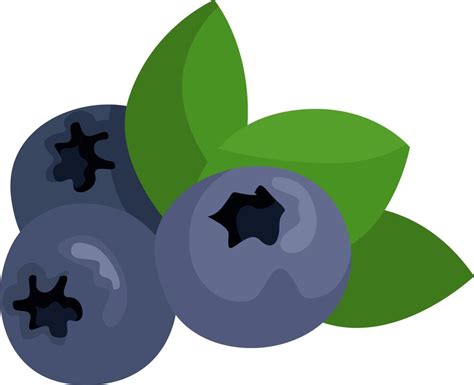 Blueberry With Leaves Illustration Vector On White Background