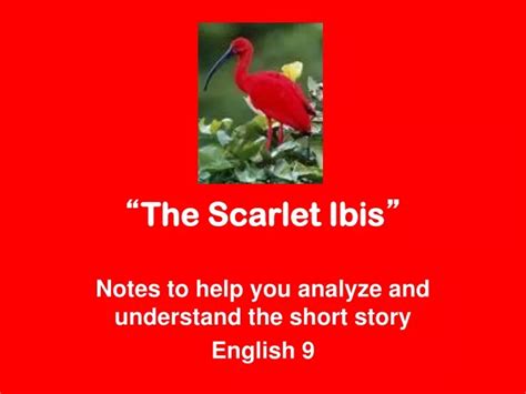 Ppt The Scarlet Ibis ” Powerpoint Presentation Free Download Id