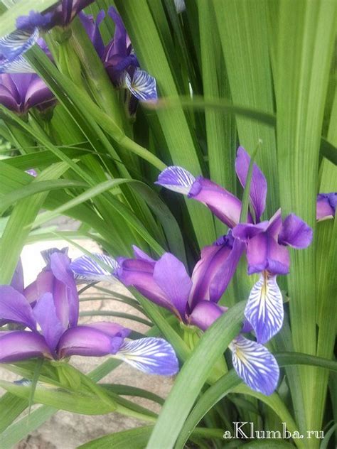 Ранние весенние цветы в саду - Клумбы и ландшафтный дизайн