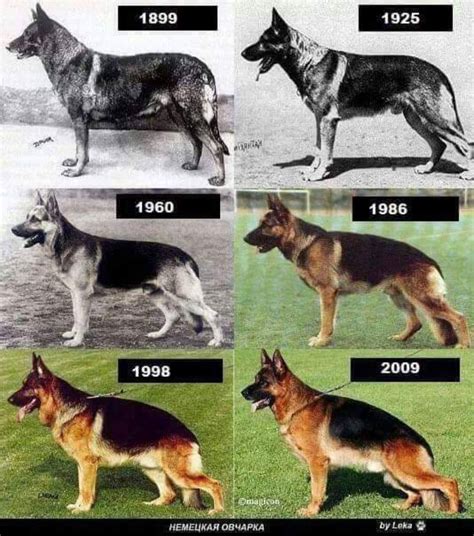 Why Do German Shepherds Have Low Backs