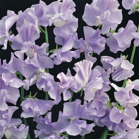 Sweet Pea Streamers Lavender Lathyrus Odoratus Sweet Pea