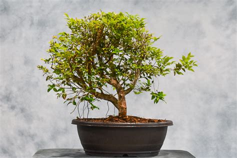 Jaboticaba 24 Pot Wigert S Bonsai