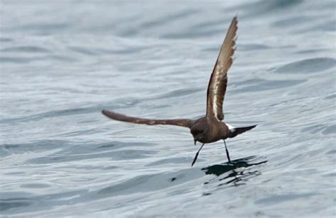 Monday 7th August 2023 Cornwall Birds CBWPS