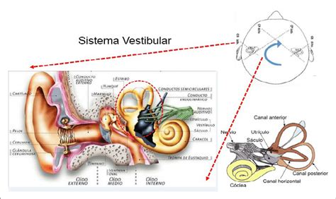 Função Vestibular - Representación de la estructura del oído y del sistema vestibular [1 ...