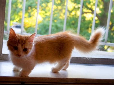 Munchkin Cat : History, Characteristics and Temperament ...