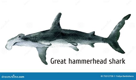 Watercolor Great Hammerhead Shark Illustration Isolated On White