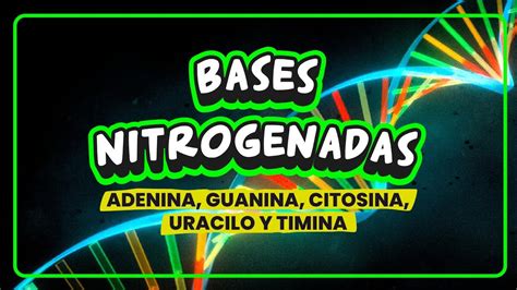 Bases Nitrogenadas Adenina Guanina Citosina Timina Y Uracilo Youtube