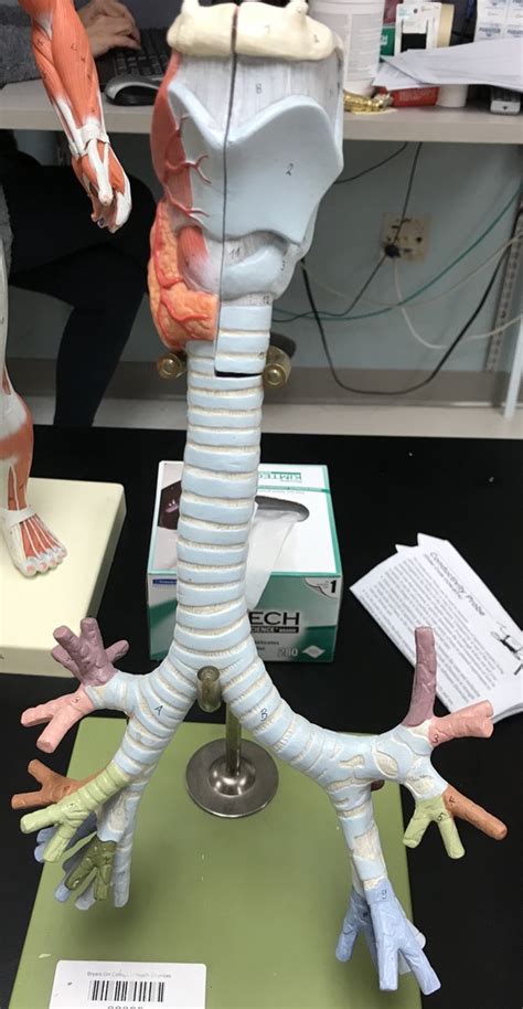 A P 2 Lab Respiratory Model Bronchial Tree Diagram Quizlet