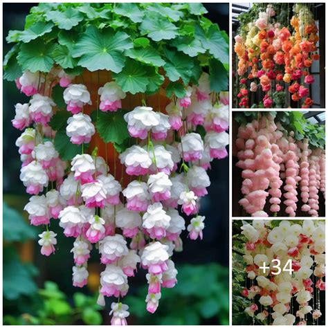 Beautiful Weeping Begonia Careyfashion