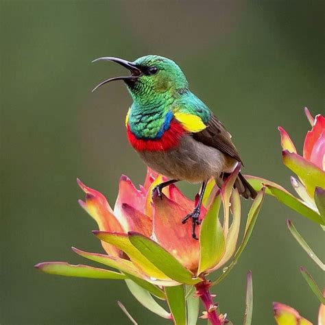 Southern Double Collared Sunbird Most Beautiful Birds Beautiful