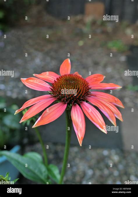 Echinacea X Hybrida Cheyenne Spirit In Flower Stock Photo Alamy