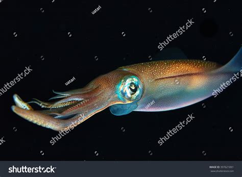 Squid Underwater At Night Stock Photo Shutterstock