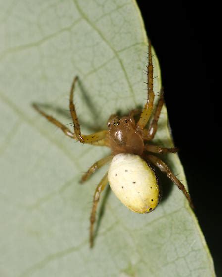 Six Spotted Orbweaver Araniella Displicata Bugguide Net