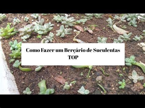 Dicas de como fazer um berçário de SUCULENTAS TOP YouTube