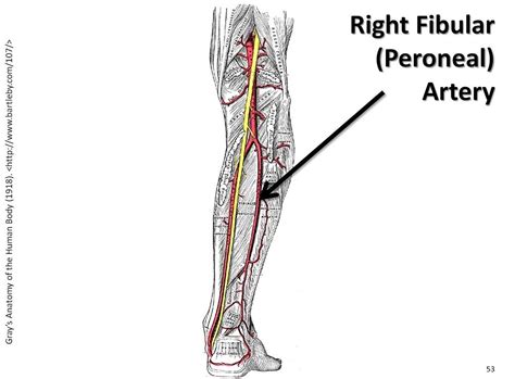 Right Fibular Peroneal Artery The Anatomy Of The Arteries Visual