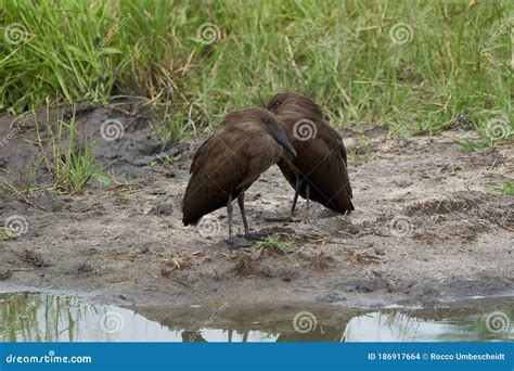 The Hamerkop Is A Wading Bird And Is Found In Africa Madagascar And