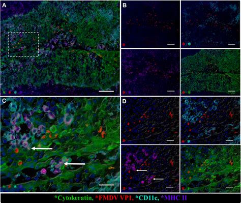 FMDV Co Localizes With Cytokeratin And MHCII CD11c Expressing Cells In