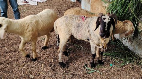 Qurbani Ke Bade Bakre In Jiyaguda Goat Market Ziaguda Kamela Ke Bakre