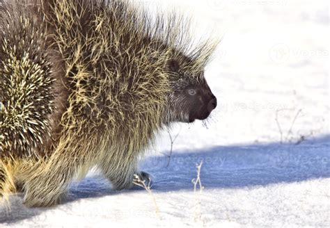 Porcupine in winter 6026405 Stock Photo at Vecteezy