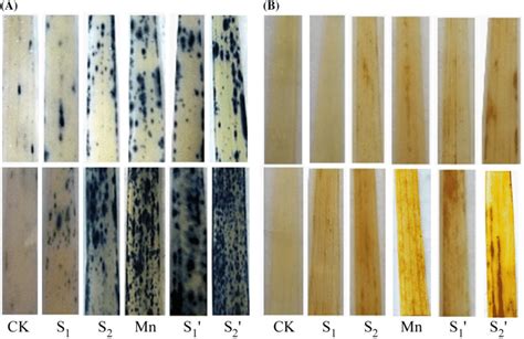 Histochemical Detection Of O2⋅− A And H2o2 B With Nitroblue