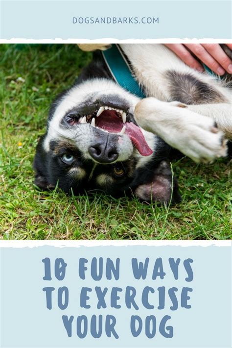 10 Fun Ways To Exercise Your Dog Kaufmanns Puppy Training Dog