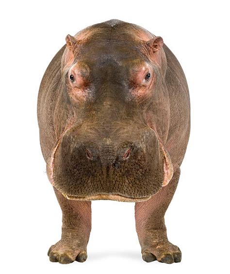 Hippopotamus Stock Photos Pictures And Royalty Free Images Istock