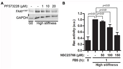 Fig S8 Dose Dependent Inhibition Of Fak Autophosphorylation And Rac