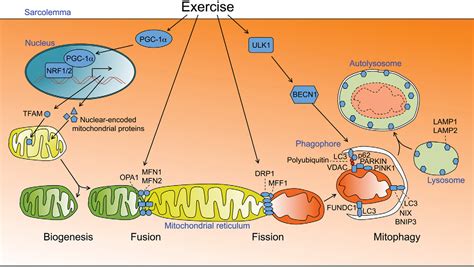 Exercise Induced Mitochondrial Biogenesis In Skeletal Muscle 7c0