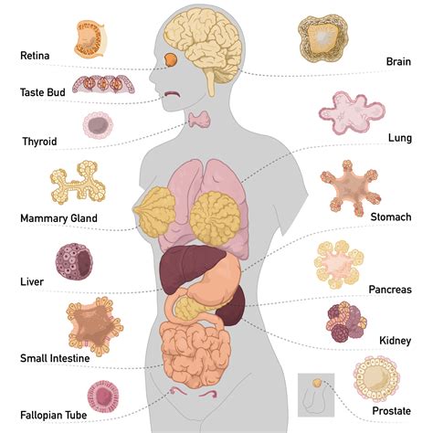 Organs Location In The Human Body ~ Human Body Organs Anatomy Clipart ...