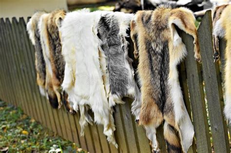 Piel De Los Animales Para La Ropa En Una Cerca De Madera Foto De