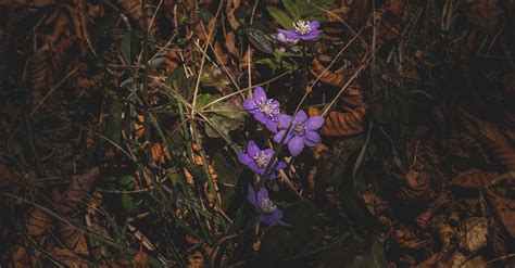 Purple Buttercups Blooming On A Forest Floor · Free Stock Photo