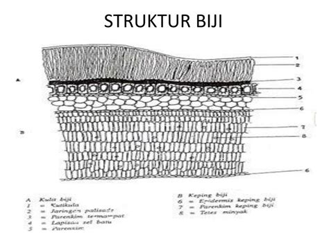 assalammualaikum wr wb biologi   powerpoint