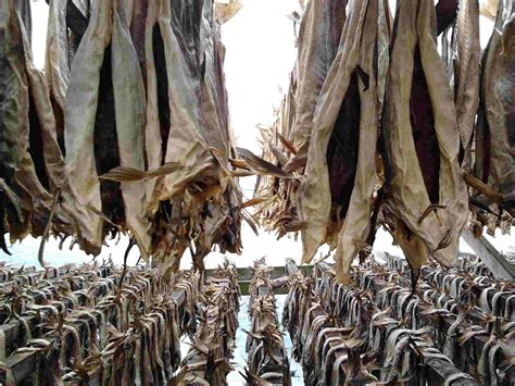 stockfish northern fish codfish