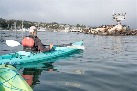 Spotting Marine Life in Monterey Bay | Samll Town Stops