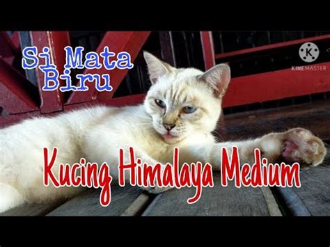 Kucing Himalaya Mix Kampung Cantik Lincah Dan Lucu YouTube