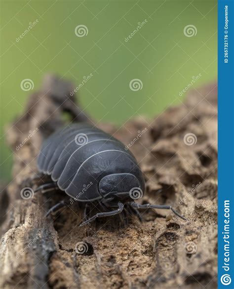 P6060287 Common Pill Bug Armadillidium Vulgare On Bark Vertical Cecp