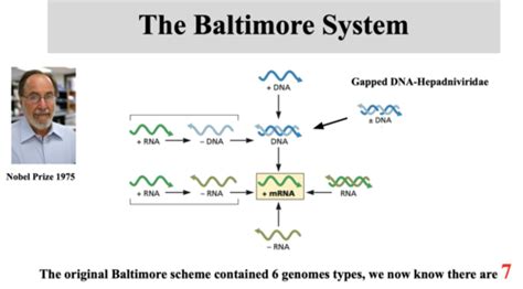 Lecture 3 Viral Genomes Flashcards Quizlet