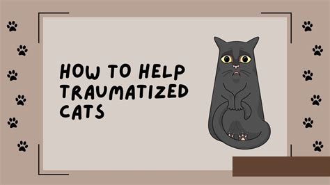 Understanding And How To Help Traumatized Cats YouTube