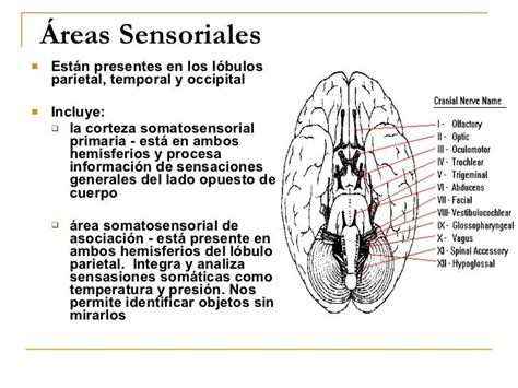 El Cerebro Y El Proceso De Aprender