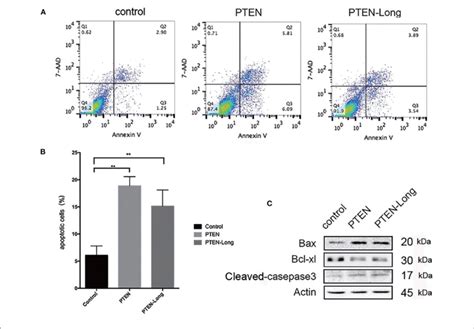 Pten Long Induces Apoptosis Of Hepg Cells A Flow Cytometric